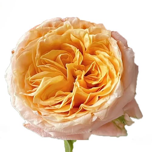 Rose Garden Imagine