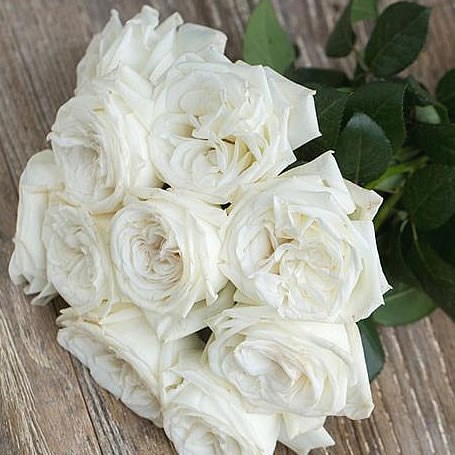 Rose Garden Jeanne Moreau (scented)