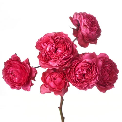 Rose Garden Julieta Raspberry (Spray)