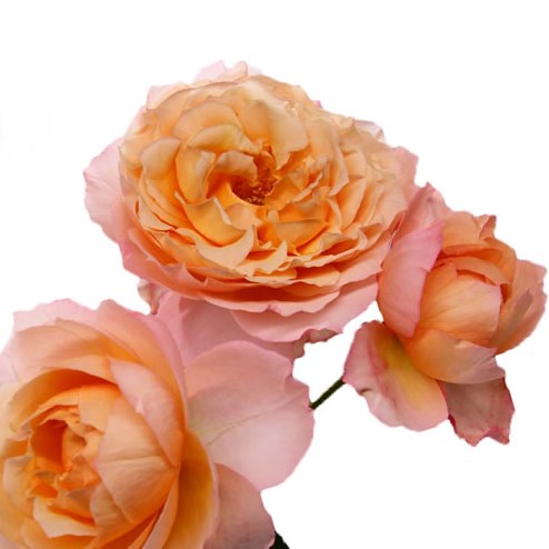 Rose Garden Julietta Honey (Spray)