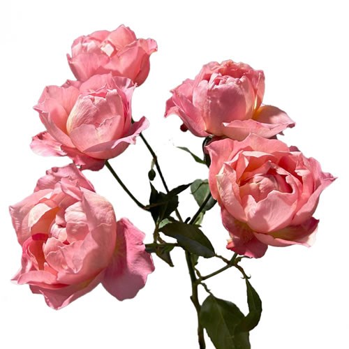 Rose Garden Julietta Pretty Pink (Spray)