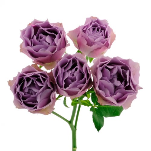 Rose Garden Lavender Bubbles (Spray)