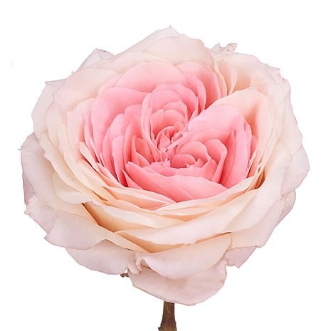 Rose Garden Mayra's Bridal