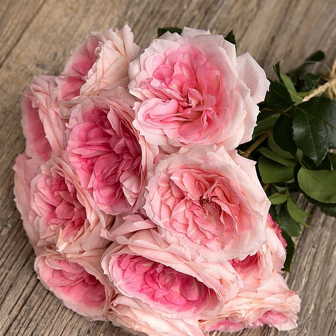 Rose Garden Mayra's Bridal