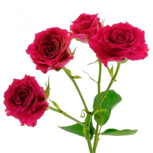 Rose Garden Miss Folies (Spray)
