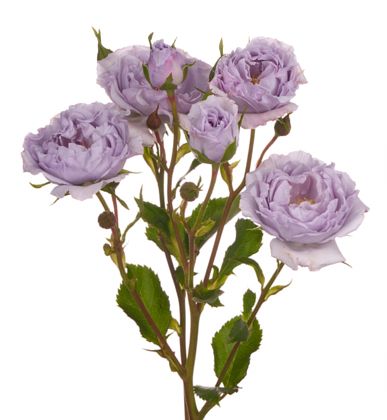 Rose Garden Palm Beach (Spray)