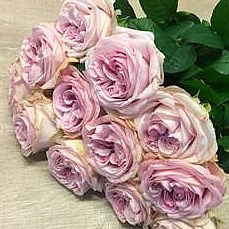 Rose Garden Patchouli