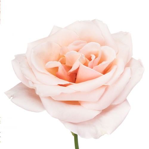 Rose Garden Paul Ricard
