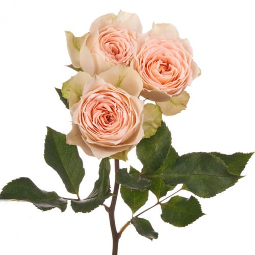 Rose Garden Pavlova (Spray)