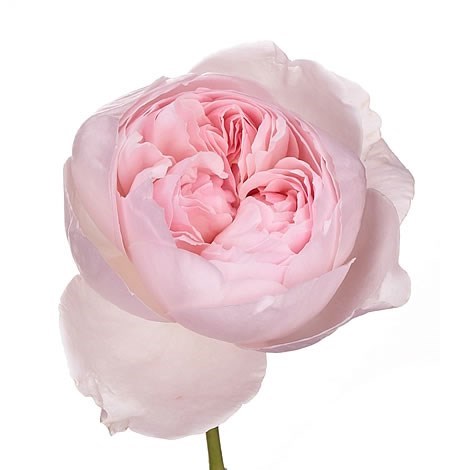 Rose Garden Peony Pink