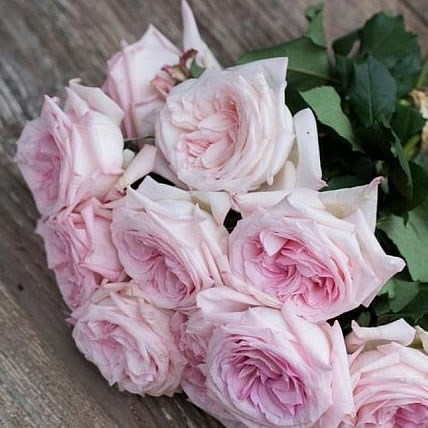 Rose Garden Pink O Hara