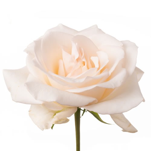 Rose Garden Premium Crystal