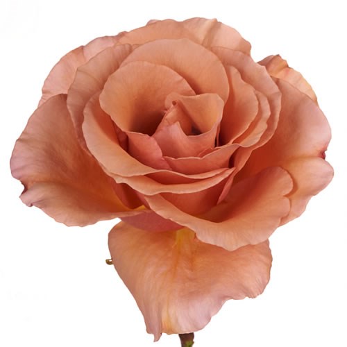 Rose Garden Premium Moab