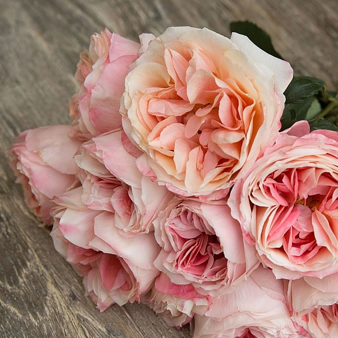 Rose Garden Princess Aiko