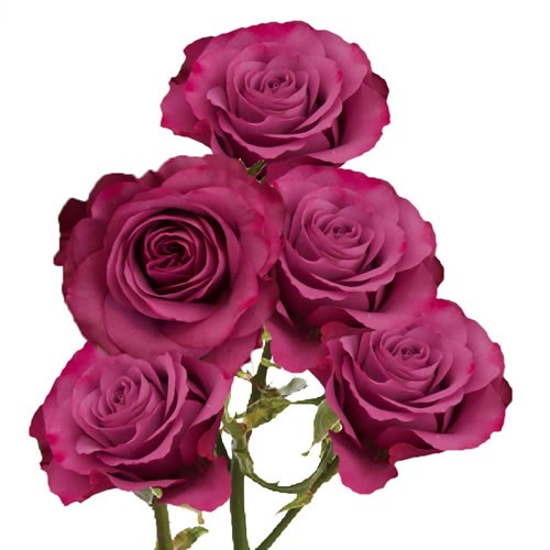 Rose Garden Rainy Day (Spray)