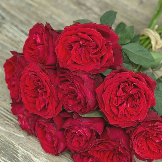 Rose Garden Red Elegance