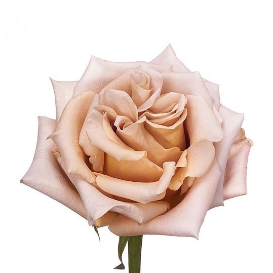 Rose Garden Sand Dune