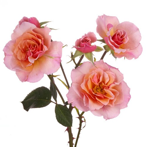 Rose Garden Scented Wisper (Spray)