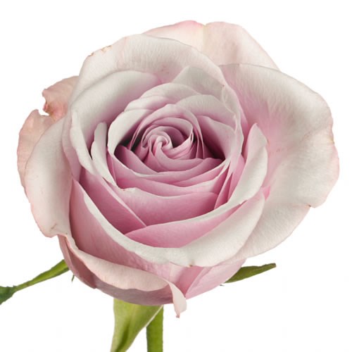Rose Garden Silver Plate