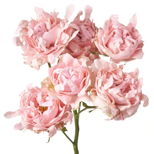 Rose Garden Sofine (Spray)