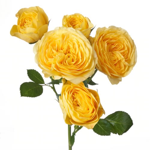Rose Garden Spray Lemon Pompon Freelander