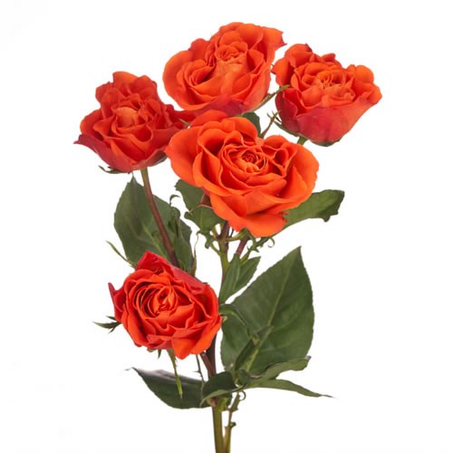 Rose Garden Sunset Follies (Spray)