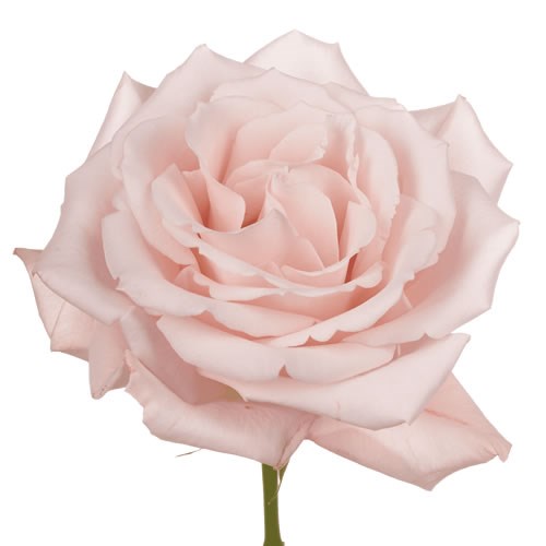 Rose Garden Sweet Escimo