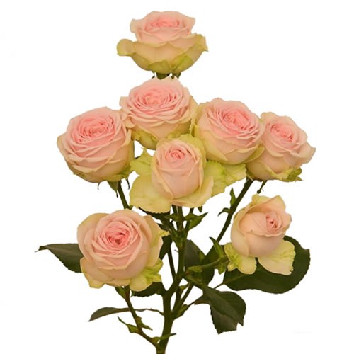 Rose Garden Sweet Giselle (Spray)