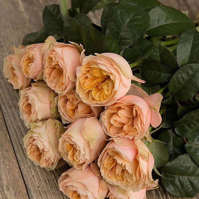 Rose Garden Sweet Vuvuzela