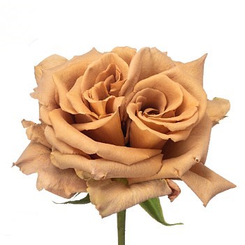 Rose Garden Toffee