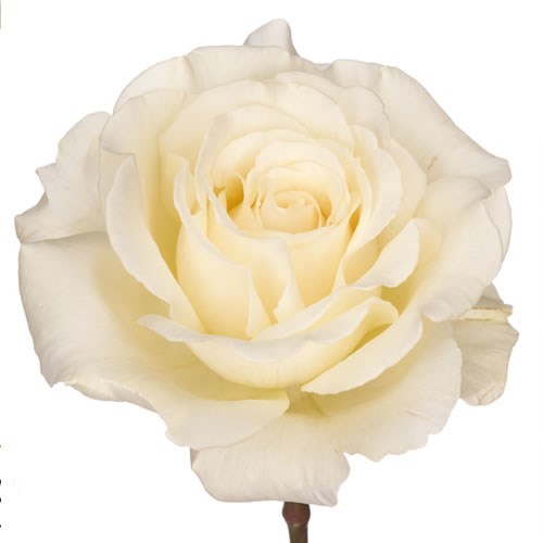 Rose Garden Vitality