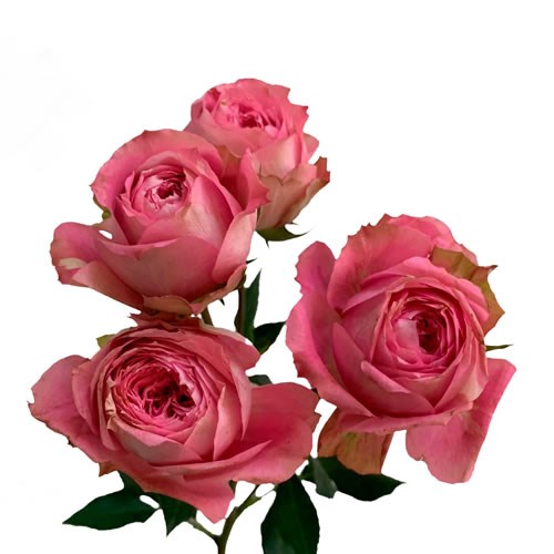 Rose Garden Volkova (Spray)