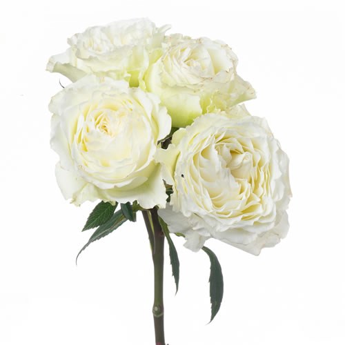 Rose Garden White Blanche (Spray)