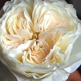 Rose Garden White Cloud