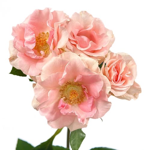 Rose Garden Yes I Do (Spray)