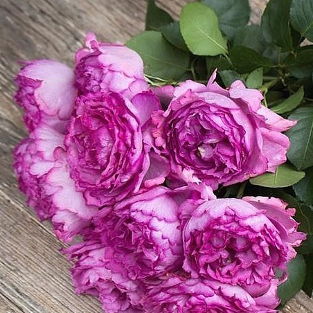 Rose Garden Yves Piaget Pink