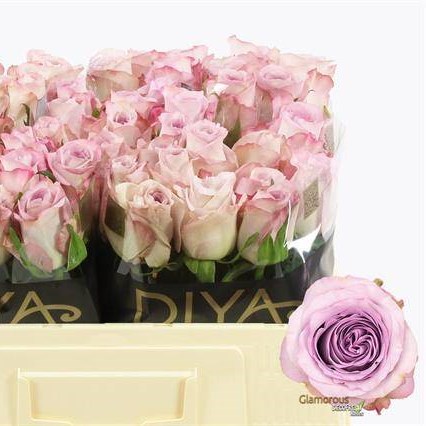 Rose Glamorous