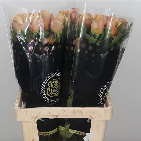 Rose Golden Mustard (Ecuador)