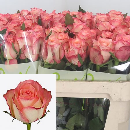 Rose Gran Turismo