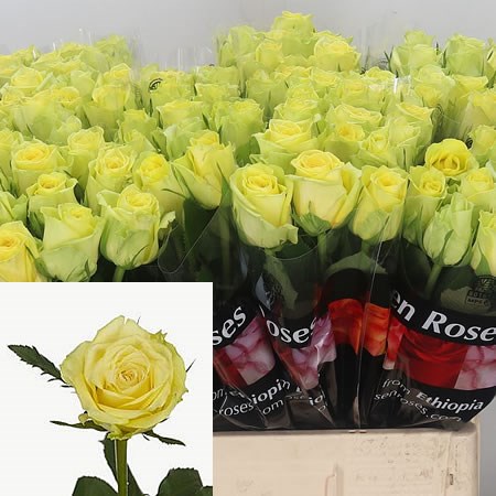 Rose Green Bandit