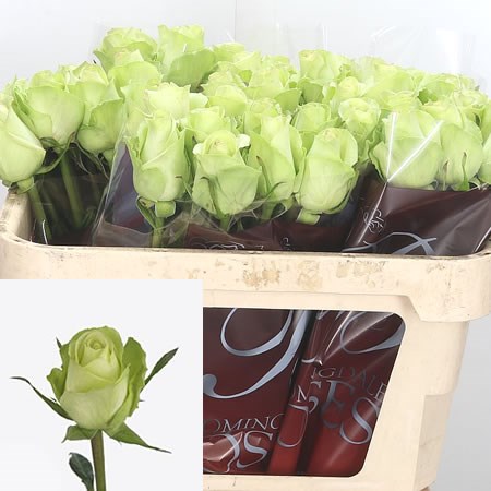 Rose Green Flash
