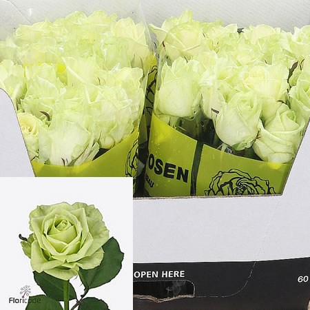 Rose Green Naomi!