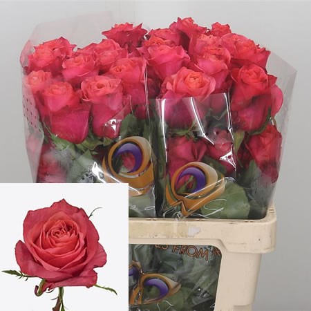 Rose Hard Rock (Ecuador)
