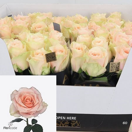 Rose Harmony in Peach