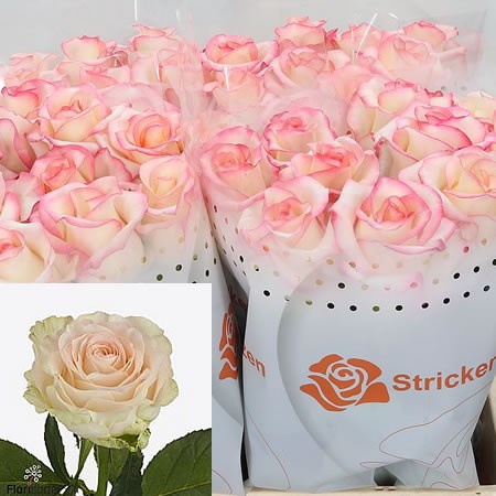 Rose Hazel
