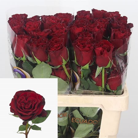 Rose Hearts (Ecuador)