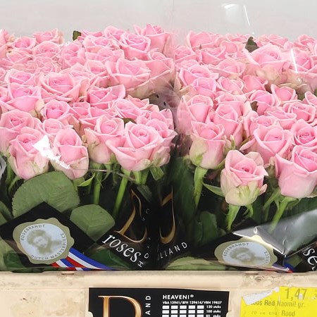Rose Heaven
