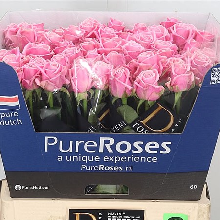 Rose Heaven