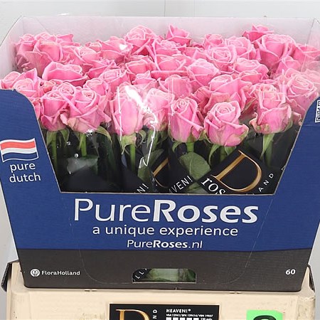 Rose Heaven