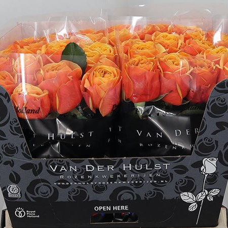 Rose Heliana Orange